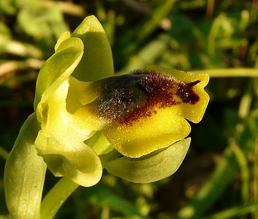 Ophrys sicula